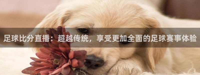 919看球直播app：足球比分直播：超越传统，享受更加全面的足球赛事体验